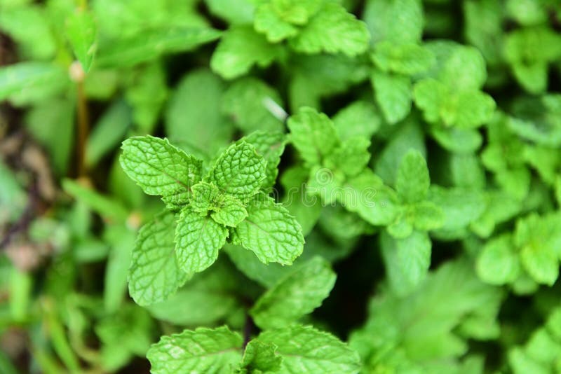 Foglia della menta piperita sulla pianta - foglie di menta verdi fresche in erbe ed alimento del giardino ingrowing all'orto fotografie stock libere da diritti Foglia della menta piperita sulla pianta - foglie di menta verdi fresche in erbe ed alimento del giardino ingrowing all'orto fotografie stock libere da diritti
