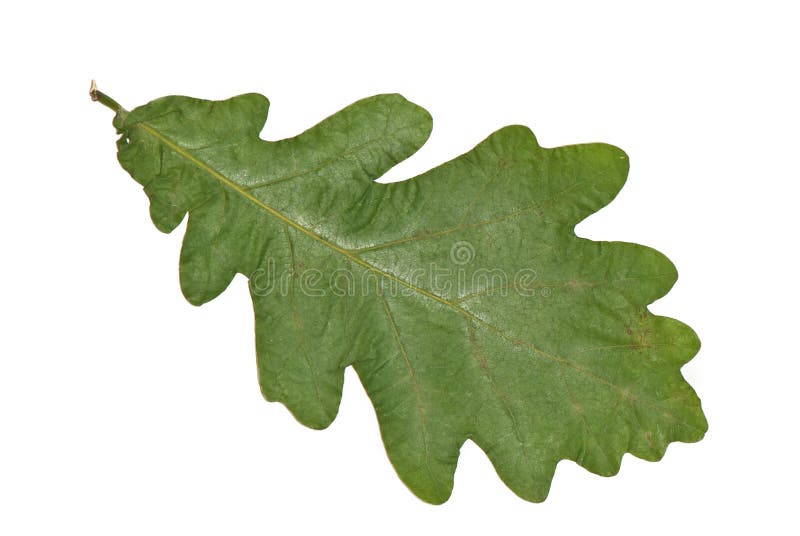 Ghiande E Foglie Della Quercia Isolate Su Bianco Fotografia Stock - Foto 5