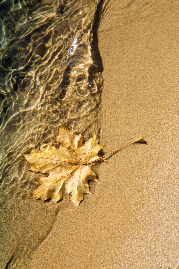 Foglia di acero al litorale del lago immagine stock Foglia di acero al litorale del lago immagine stock