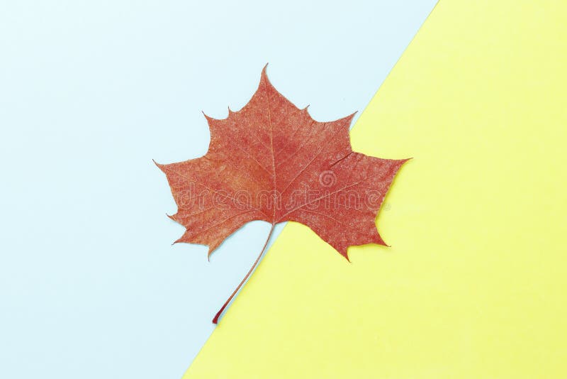 Foglia di acero arancio su fondo giallo e blu, fine su Priorit? bassa di autunno fotografia stock Foglia di acero arancio su fondo giallo e blu, fine su Priorit? bassa di autunno fotografia stock