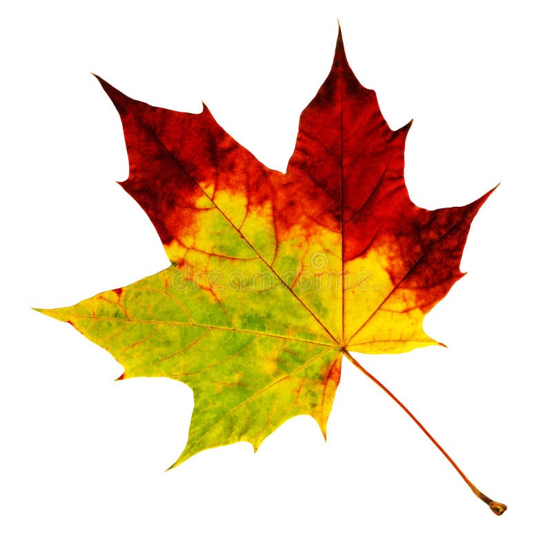 Foglia di acero di autunno fotografia stock Foglia di acero di autunno fotografia stock