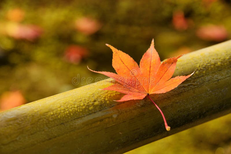 Foglia di acero di autunno immagine stock libera da diritti Foglia di acero di autunno immagine stock libera da diritti
