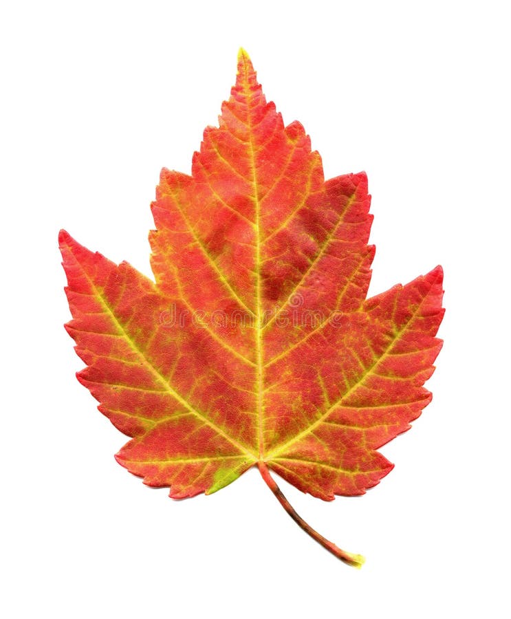 Foglia di acero nel fogliame di autunno fotografie stock Foglia di acero nel fogliame di autunno fotografie stock