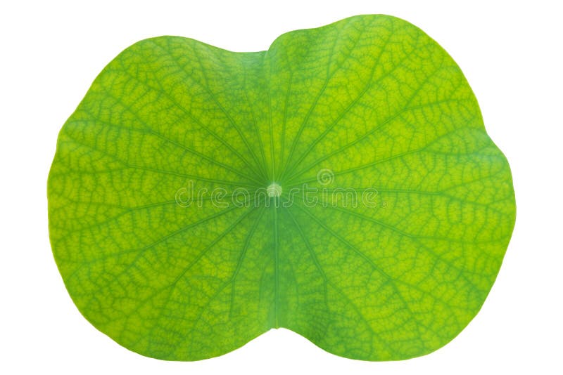 Foglia di Lotus su bianco isolato nella fine su per fondo, struttura fotografia stock libera da diritti Foglia di Lotus su bianco isolato nella fine su per fondo, struttura fotografia stock libera da diritti