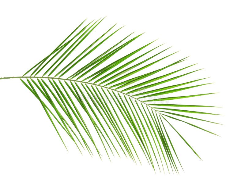 Foglia di palma tropicale fresca della data immagine stock Foglia di palma tropicale fresca della data immagine stock
