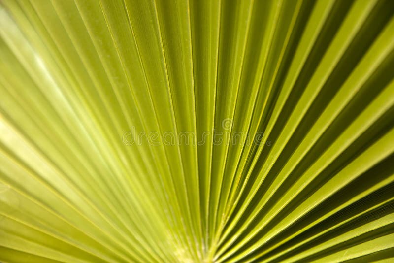 Foglia di palma verde immagini stock libere da diritti Foglia di palma verde immagini stock libere da diritti