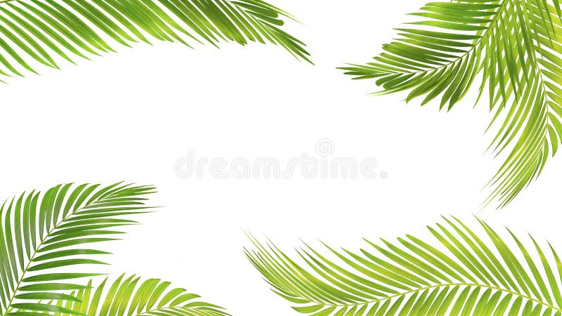 Foglia di palma verde isolata su fondo bianco con il percorso di ritaglio royalty illustrazione gratis Foglia di palma verde isolata su fondo bianco con il percorso di ritaglio royalty illustrazione gratis
