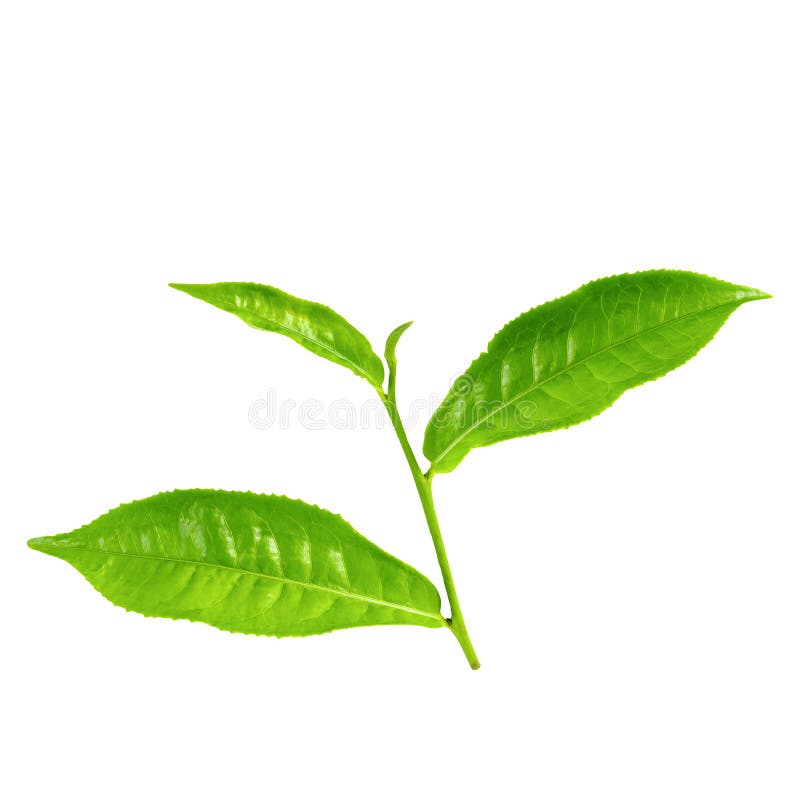 Foglia di t? verde isolata sopra fondo bianco fotografia stock libera da diritti Foglia di t? verde isolata sopra fondo bianco fotografia stock libera da diritti