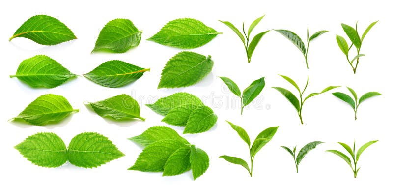 Foglia di tè e foglie verdi verdi su fondo bianco immagini stock libere da diritti