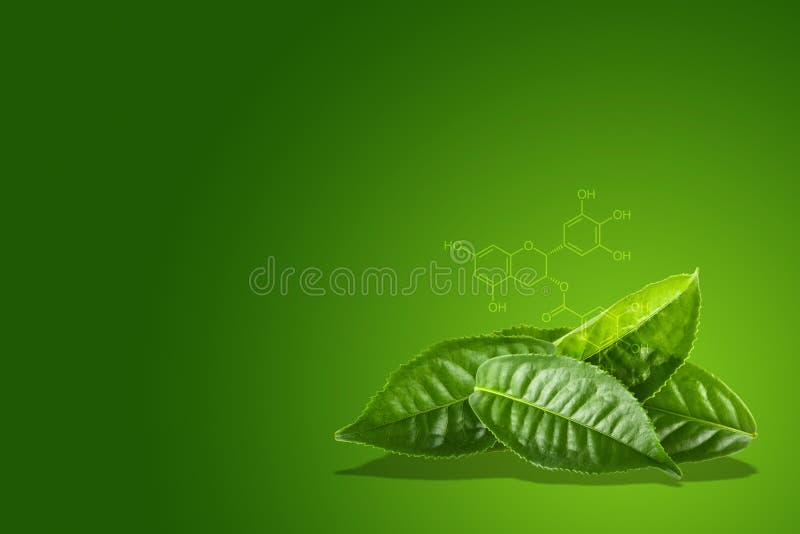 Foglia di tè verde con la formula chimica di EGCG immagini stock libere da diritti