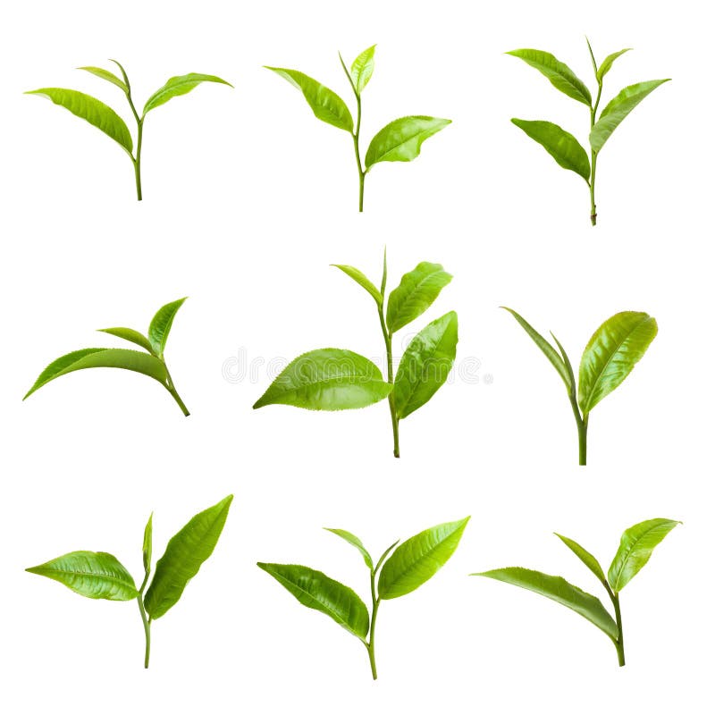 Foglia di tè verde isolata su fondo bianco fotografia stock Foglia di tè verde isolata su fondo bianco fotografia stock