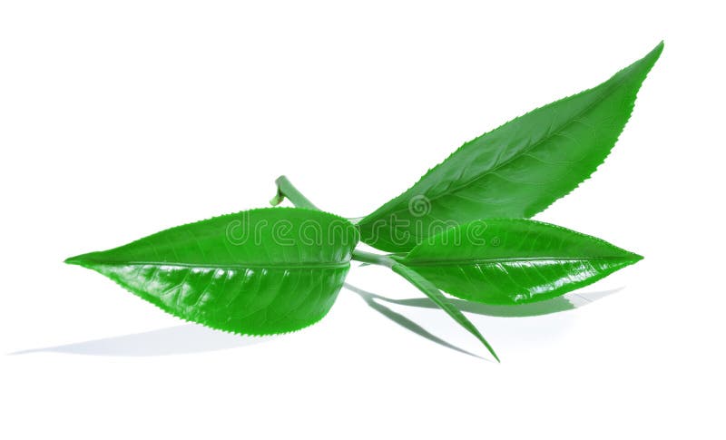 Foglia di tè verde isolata su fondo bianco fotografie stock Foglia di tè verde isolata su fondo bianco fotografie stock