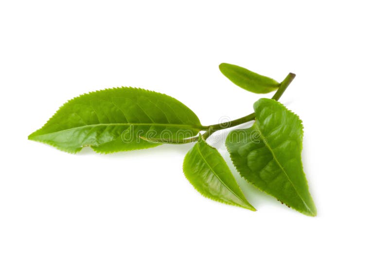 Foglia di tè verde isolata su fondo bianco immagini stock libere da diritti