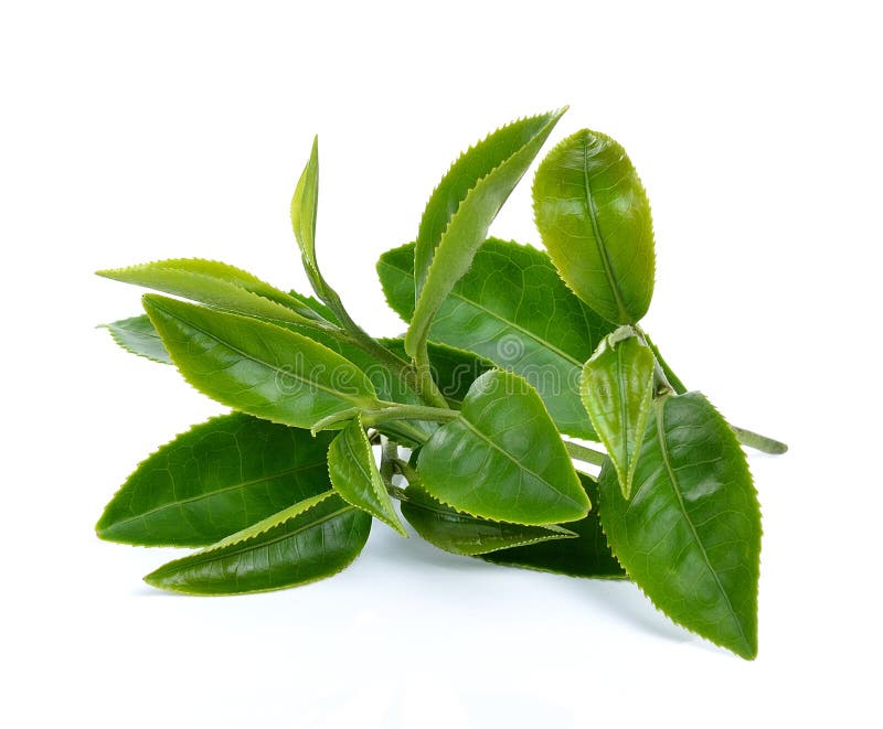 Foglia di tè verde su fondo bianco immagine stock