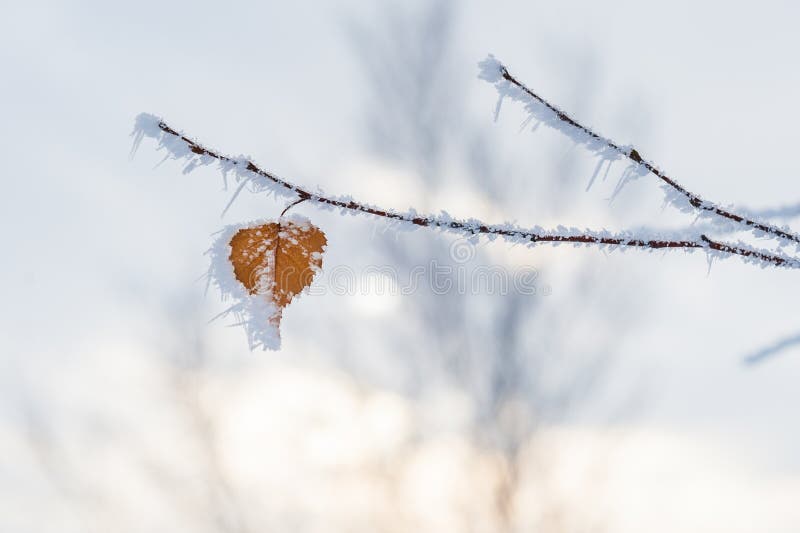 Foglia in forma di cuore nel gelo invernale fotografia stock libera da diritti