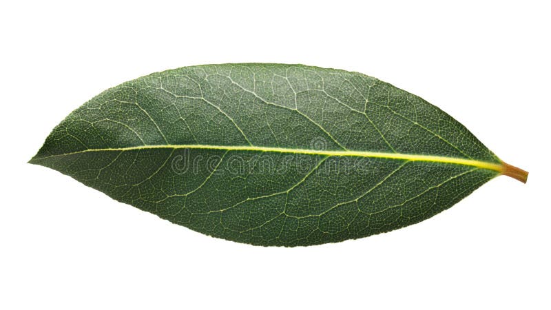 Foglia fresca del Laurus dell'alloro, percorsi immagini stock libere da diritti Foglia fresca del Laurus dell'alloro, percorsi immagini stock libere da diritti