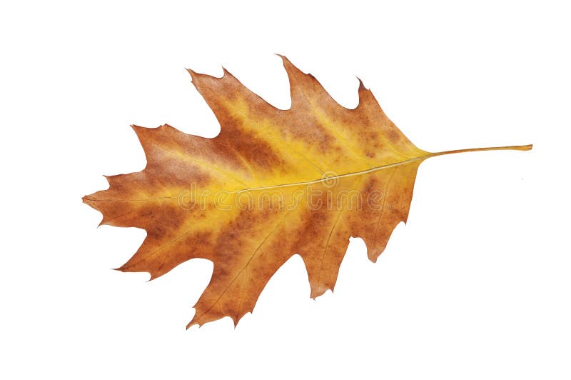 Foglia gialla con il confine rosso dall'albero di caduta di autunno del giardino isolato fotografia stock libera da diritti Foglia gialla con il confine rosso dall'albero di caduta di autunno del giardino isolato fotografia stock libera da diritti