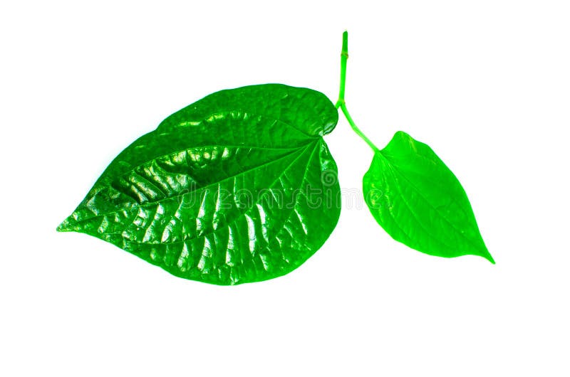Foglia lucida verde fresca della foglia selvaggia Bush del betel isolato su fondo bianco fotografie stock libere da diritti Foglia lucida verde fresca della foglia selvaggia Bush del betel isolato su fondo bianco fotografie stock libere da diritti
