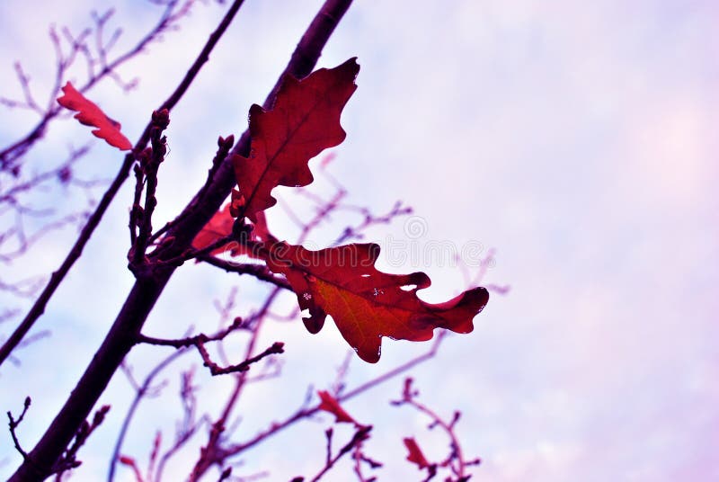 Foglia marcia della quercia rossa dell'anno scorso asciutto sul ramo, cielo blu fotografia stock libera da diritti Foglia marcia della quercia rossa dell'anno scorso asciutto sul ramo, cielo blu fotografia stock libera da diritti
