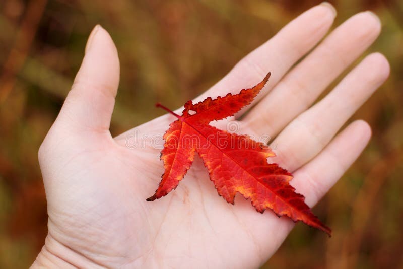 Foglia rossa a disposizione nella mano di una donna, fine su fotografia stock