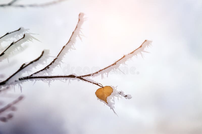 Foglia sotto forma di cuore fotografie stock