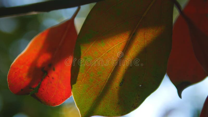 Foglia tropicale, primo piano eccellente su fondo vago di fogliame e del cielo Esponga al sole l'abbagliamento, bokeh royalty illustrazione gratis Foglia tropicale, primo piano eccellente su fondo vago di fogliame e del cielo Esponga al sole l'abbagliamento, bokeh royalty illustrazione gratis