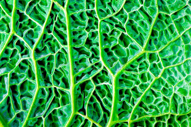 Foglia verde del cavolo immagine stock libera da diritti