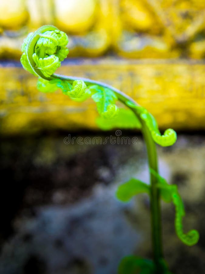 Foglia verde della felce, foglia del germoglio di freschezza fotografie stock libere da diritti Foglia verde della felce, foglia del germoglio di freschezza fotografie stock libere da diritti