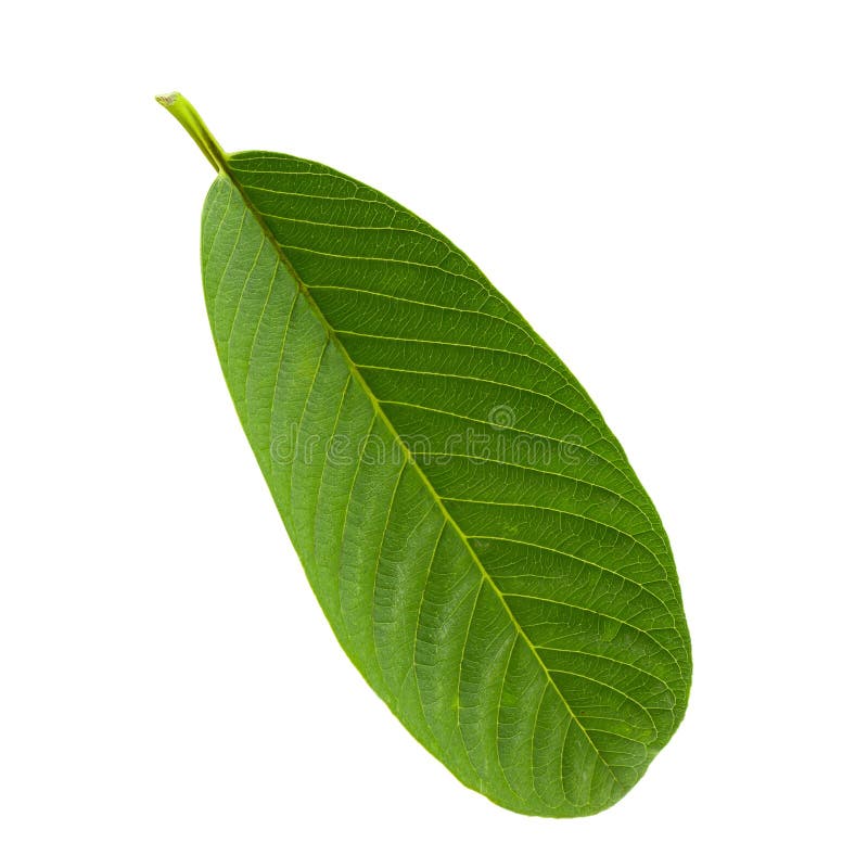 Foglia verde della guaiava isolata sopra fondo bianco fotografia stock libera da diritti Foglia verde della guaiava isolata sopra fondo bianco fotografia stock libera da diritti