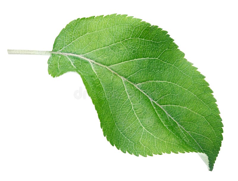 Foglia verde della mela su bianco immagini stock