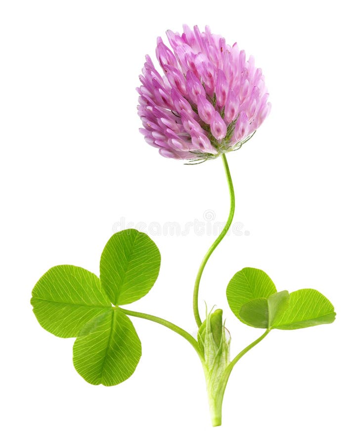 Foglia verde e fiore del trifoglio isolati fotografie stock libere da diritti Foglia verde e fiore del trifoglio isolati fotografie stock libere da diritti