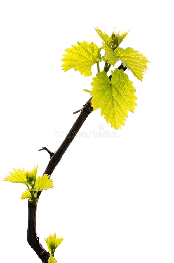 Foglia verde fresca dell'uva isolata su fondo bianco fotografie stock libere da diritti Foglia verde fresca dell'uva isolata su fondo bianco fotografie stock libere da diritti