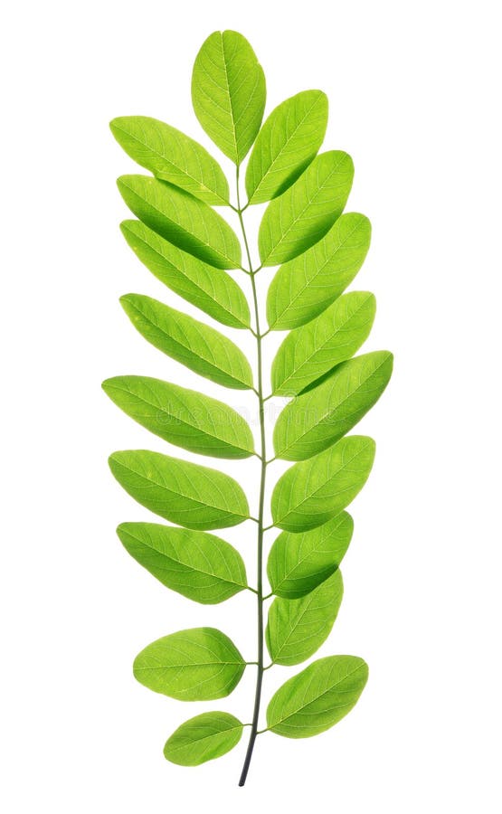Foglia verde fresca della molla dell'acacia o della locusta nera immagini stock libere da diritti Foglia verde fresca della molla dell'acacia o della locusta nera immagini stock libere da diritti