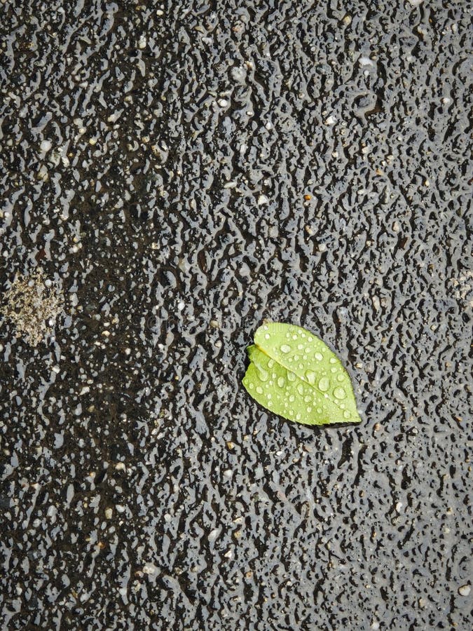 Foglia verde sull'asfalto bagnato fotografia stock libera da diritti