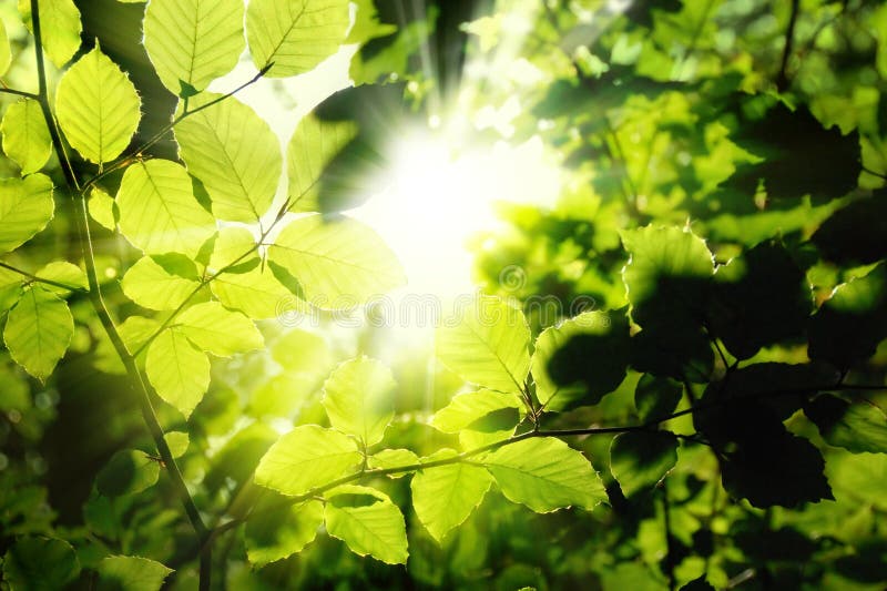 Fogliame che incornicia il sole fotografie stock Fogliame che incornicia il sole fotografie stock
