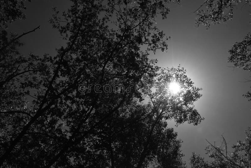 Download Fogliame Degli Alberi Della Steppa Fotografia Stock - Immagine di flora, paesaggio: 117979808