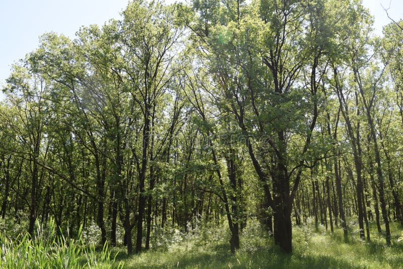 Download Fogliame Degli Alberi Della Steppa Immagine Stock - Immagine di bello, giungla: 117979959