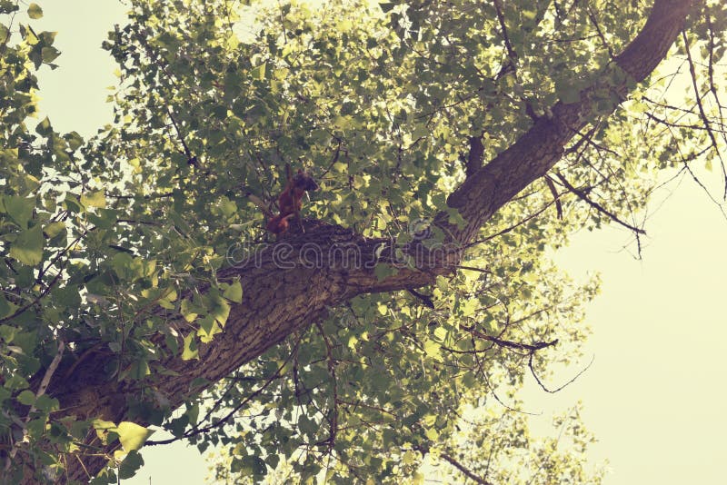 Download Fogliame Degli Alberi Della Steppa Fotografia Stock - Immagine di scenico, paesaggio: 117980108