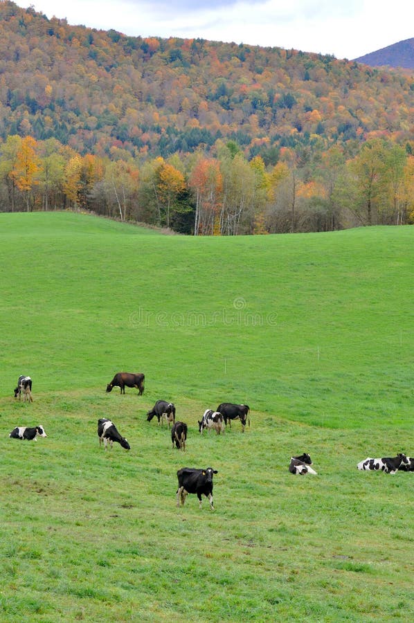 Fogliame di caduta del Vermont, supporto Mansfield, Vermont fotografia stock Fogliame di caduta del Vermont, supporto Mansfield, Vermont fotografia stock