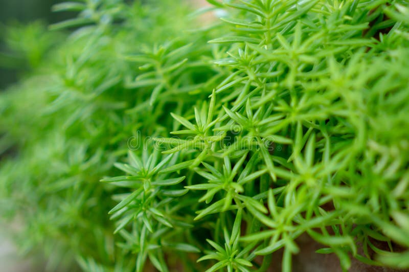 121 Foglie Aghiformi Foto Foto Stock Gratis E Royalty Free Da Dreamstime 121 Foglie Aghiformi Foto Foto Stock Gratis E Royalty Free Da Dreamstime