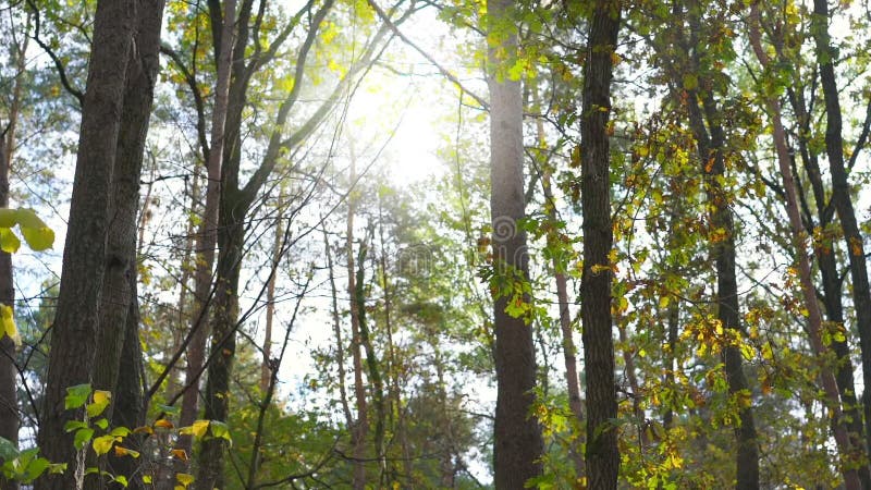 foglie autunnali cadono contro la luce del sole calda nella foresta