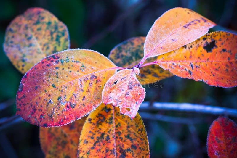 Foglie autunnali variopinte coperte di gelo immagini stock
