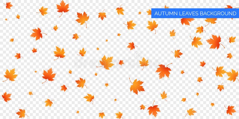 Foglie cadenti di autunno su fondo trasparente Caduta autunnale del fogliame di vettore delle foglie di acero Progettazione del f