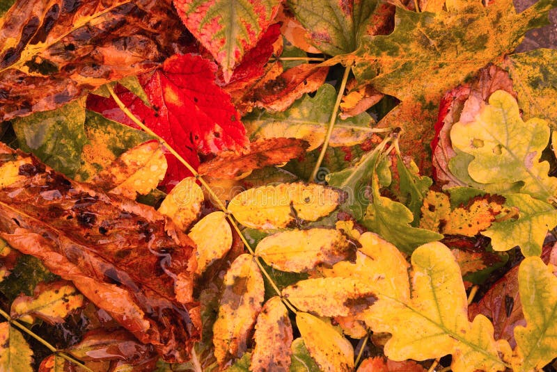 Foglie cadute dell'autunno Foglie cadute dell'autunno