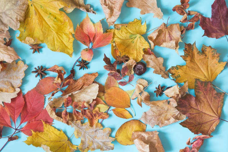 Foglie colorate in blu Composizione aperta autunnale Schema di caduta Vista dall'alto fotografie stock libere da diritti