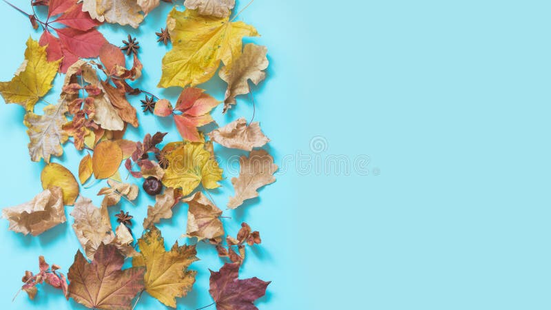 Foglie colorate in blu Composizione aperta autunnale Schema di caduta Vista dall'alto immagine stock