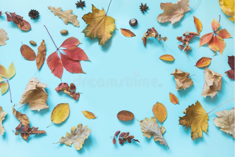 Foglie colorate in blu Composizione aperta autunnale Schema di caduta Vista dall'alto immagini stock