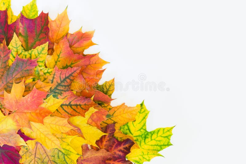 Foglie colorate d'autunno come bordo con spazio bianco per il testo Vista dall'alto Ringraziamento immagine stock libera da diritti