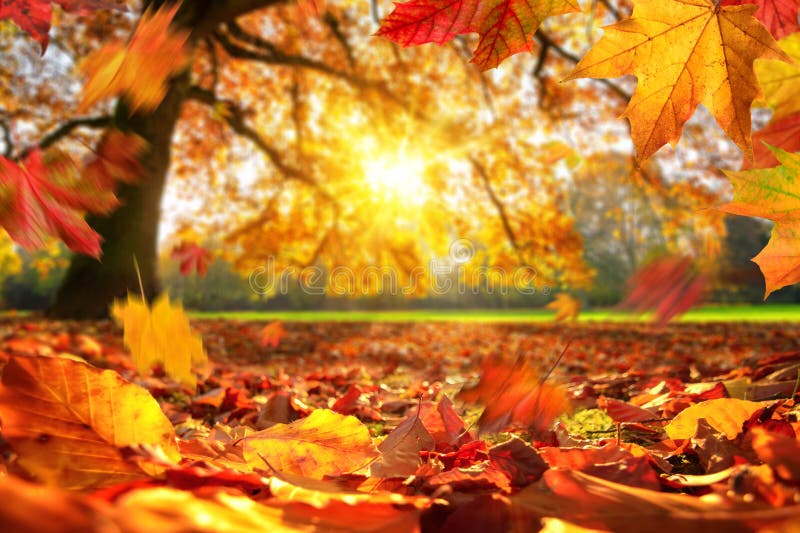 Foglie d'autunno cadute a terra in un parco