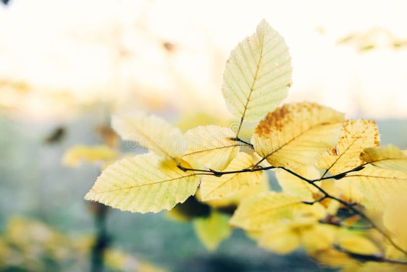 Autumn leaves on tree branch in sunny woods. Beautiful yellow hornbeam leaves on branches in fall. Autumn forest. Tranquil moment. Copy space. Autumn leaves on tree branch in sunny woods. Beautiful yellow hornbeam leaves on branches in fall. Autumn forest. Tranquil moment. Copy space